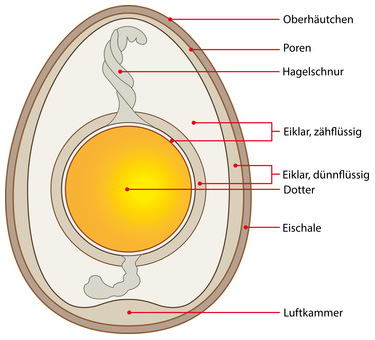 Aufbau eines Eis